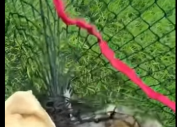 R0812008 Rescatar mapaches (Parte 2)