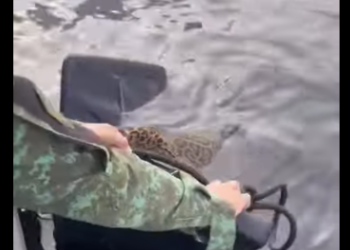 R0812002 Rescata al jaguar (Parte 2)