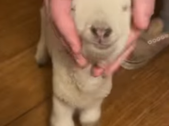 R0812005 Ovejas de rescate (Parte 2)