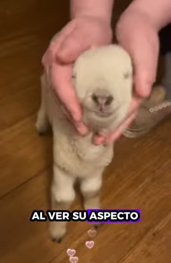 R0812005 Ovejas de rescate (Parte 2)