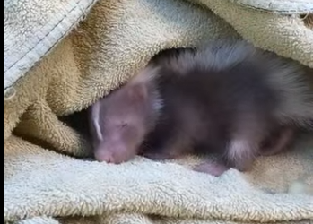 R0812001 Zorrillo rescatado (Parte 2)