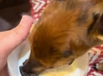 R0812003 Rescata al ciervo (Parte 2)