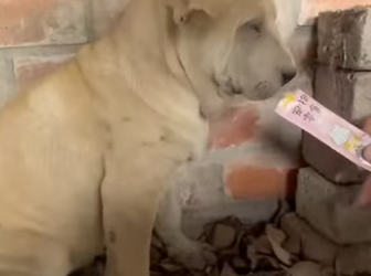 M5612008 Love gave them wings to start again. (Part 2)