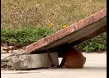 M5612007 A heart once broken, now healing. (Part 2)