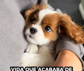 A0812008 perros de rescate (Parte 2)