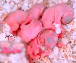 A0812001 Ardillas de rescate(Parte 2)