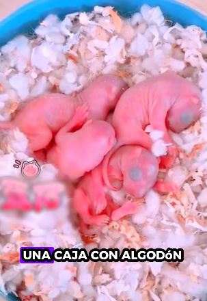 A0812001 Ardillas de rescate(Parte 2)