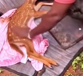 A0812005 Rescate de ciervos (Parte 2)