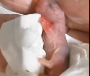 A0812006 Hámster rescatado (Parte 2)