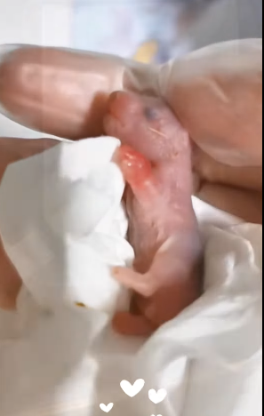 A0812006 Hámster rescatado (Parte 2)