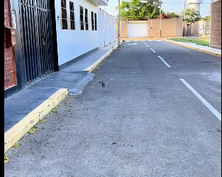 A0812002 Rescatar al pájaro (Parte 2)