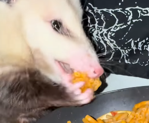 A0812010 Zarigüeyas de rescate (Parte 2)