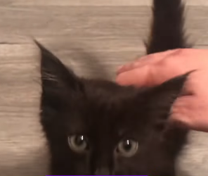 A0812007 Gatito rescatado (Parte 2)