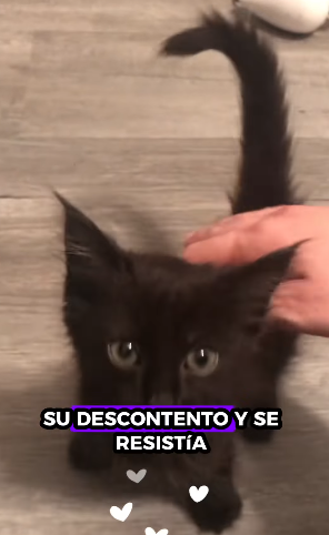 A0812007 Gatito rescatado (Parte 2)