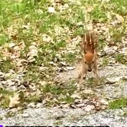 A0812004 Rescate de ciervos(Parte 2)