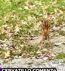 A0812004 Rescate de ciervos(Parte 2)