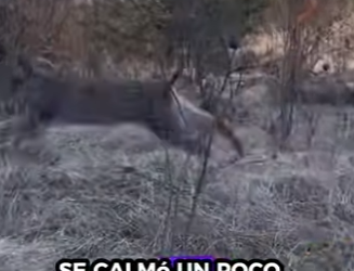 R0901005 Rescatar al lince (Parte 2)