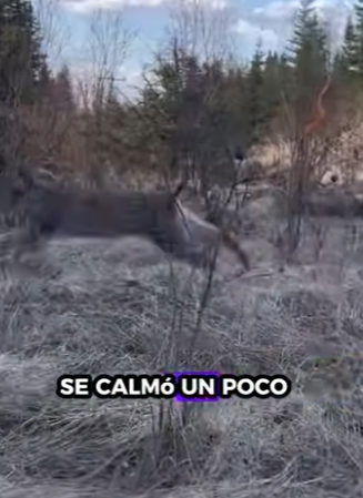 R0901005 Rescatar al lince (Parte 2)