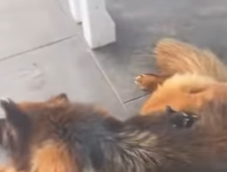 R0901007 Rescatar mapaches (Parte 2)