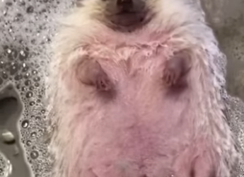 R0901001 Rescatando al erizo (Parte 2)