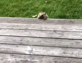 A0801003 Rescatando al erizo (Parte 2)