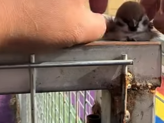 A0801001 Gorriones de rescate (Parte 2)