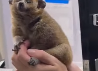 A0801002 Rescatar al mono lento (Parte 2)