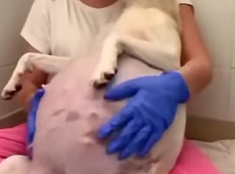 A0801006 Un momento valiente de rescate. (Parte 2)