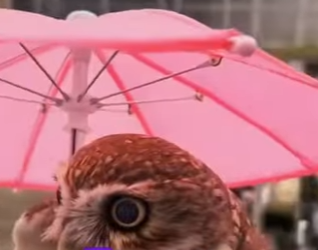 A0801004 Owl becomes queen of house (Parte 2)