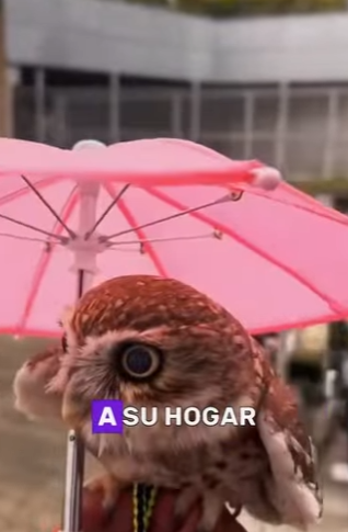 A0801004 Owl becomes queen of house (Parte 2)