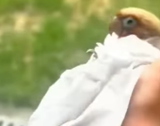 A0801005 Loro de rescate (Parte 2)