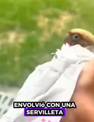 A0801005 Loro de rescate (Parte 2)