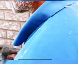 I0701005 Toronto raccoons don play around… neither do we (Part 2)