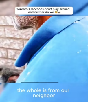 I0701005 Toronto raccoons don play around… neither do we (Part 2)