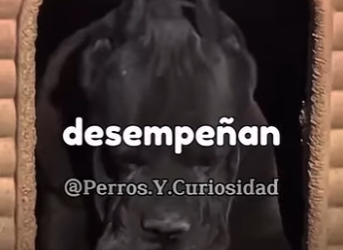 Y0701004 Las razas que te protegen de un Pitbull (Part 2)