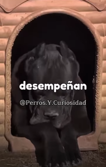 Y0701004 Las razas que te protegen de un Pitbull (Part 2)