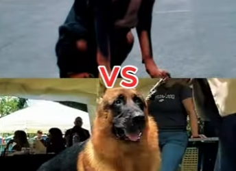 N0601007 Pastor Aleman Intenta enfrentar un Rottweiler! (Part 2)