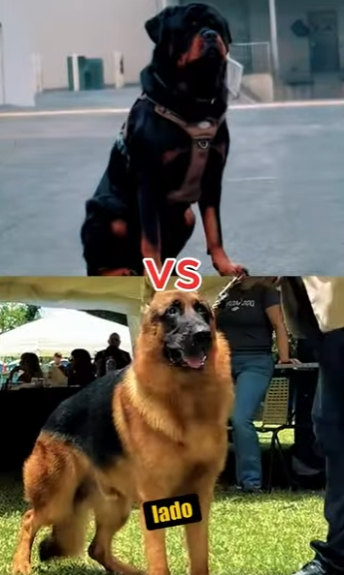 N0601007 Pastor Aleman Intenta enfrentar un Rottweiler! (Part 2)