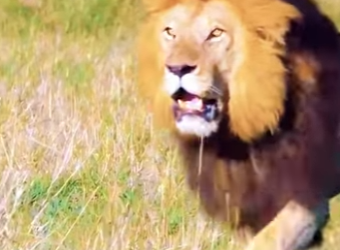 N0601002 Leon Intenta Cazar una Guparda sus crias! (Part 2)