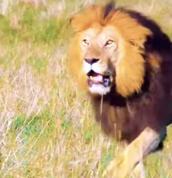 N0601002 Leon Intenta Cazar una Guparda sus crias! (Part 2)