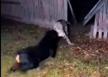 Leopardo Intenta Cazar un Rottweiler! (Part 2)