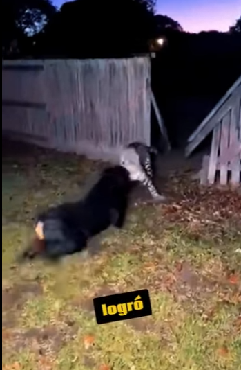 Leopardo Intenta Cazar un Rottweiler! (Part 2)