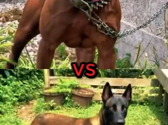 N0801006 American Bully vs pastor belga! (Part 2)