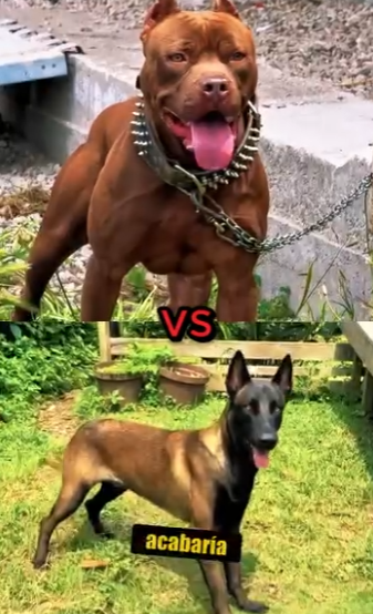 N0801006 American Bully vs pastor belga! (Part 2)