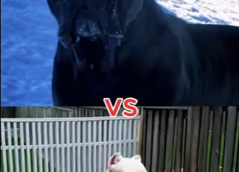 N0801005 Dogo Argentino vs Cane Corso! (Part 2)