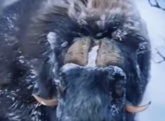 N0801002 Buey Almizclero vs Lobos! (Part 2)