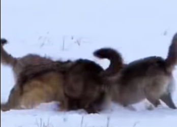 N0801004 Manada de Lobos Intentan cazar cria de burro! (Part 2)