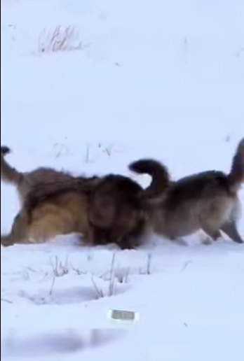 N0801004 Manada de Lobos Intentan cazar cria de burro! (Part 2)