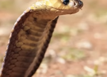 N0801001 Mangosta defiende ardillas de cobra del Cabo! (Part 2)