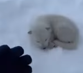 M0801006 Rescued and finally loved. (Part 2)